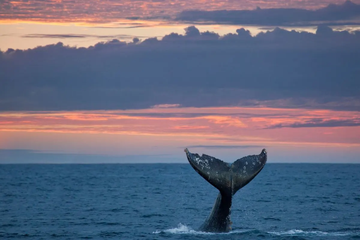 Family Tours in Puerto Vallarta