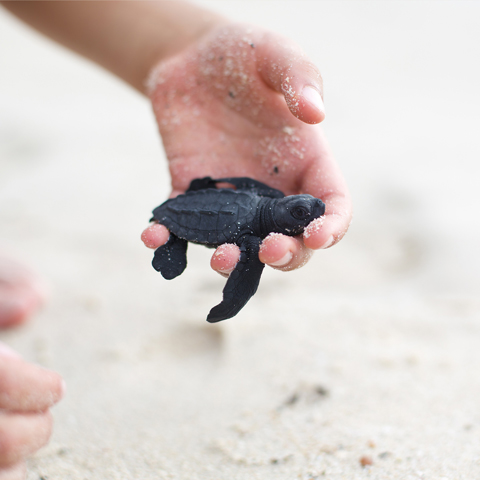 Sea Turtle Release